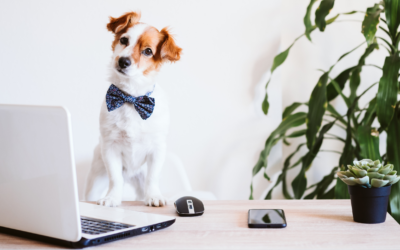 10 pistes pour trouver des clients dans le secteur canin