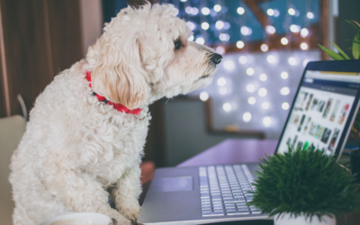 Développer son entreprise canine : les 5 erreurs à éviter