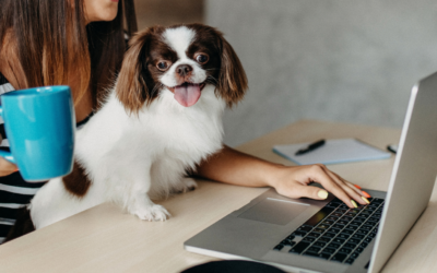 Définir son client idéal dans le secteur canin