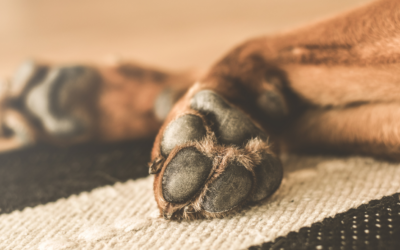 Bilan de mon expérience dans un refuge canin