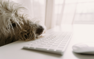 4 pistes pour se créer l&rsquo;expérience avec les chiens