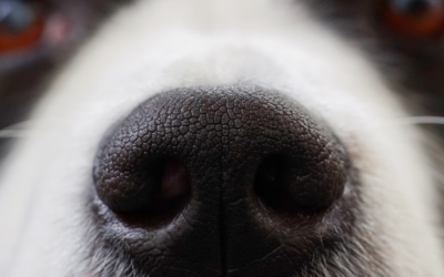 L&rsquo;impact de son entourage quand on crée une entreprise canine