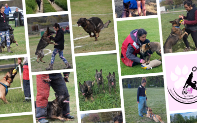 Comment Manon de GLHF Dog Training a révolutionné les sports canins grâce à son approche innovante
