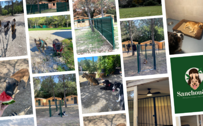 Comment Sarah de la pension canine Sanchou & Co a transformé son rêve en réalité avec son business passion !