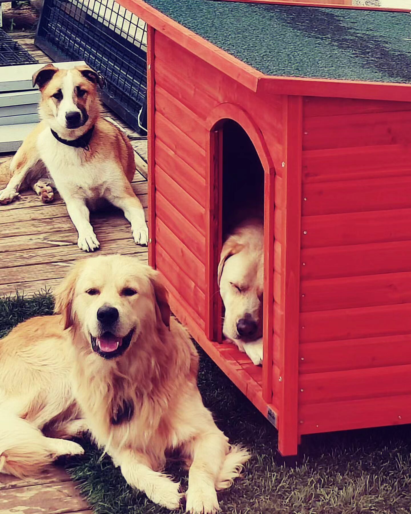 pension canine sans box Bretagne