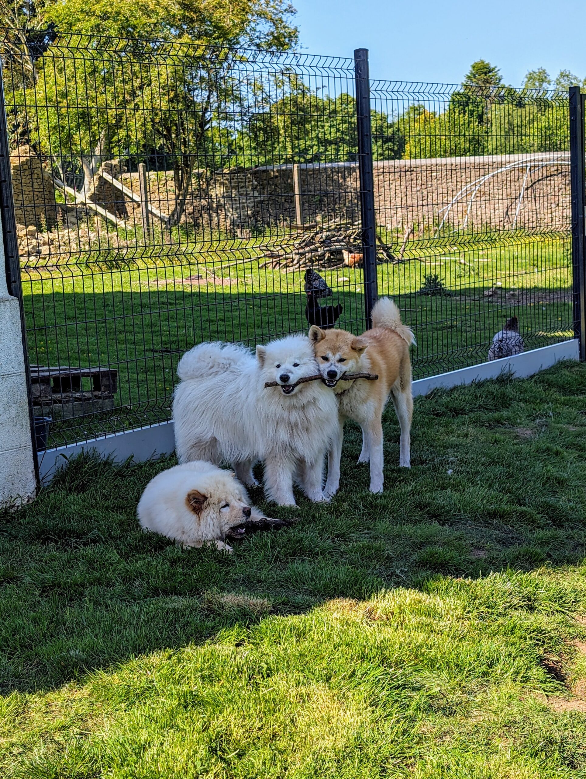 pension canine sans box