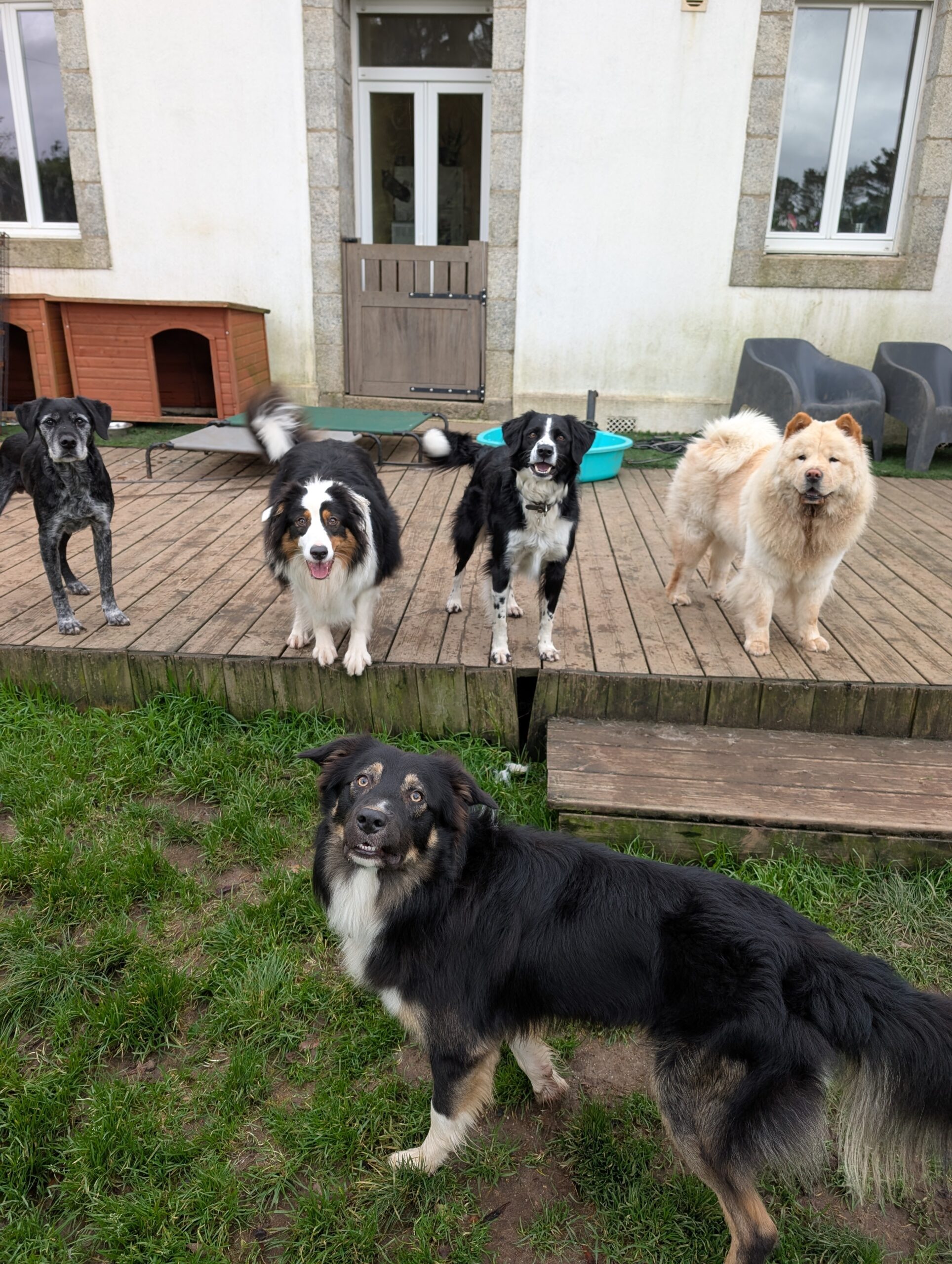 pension canine familiale