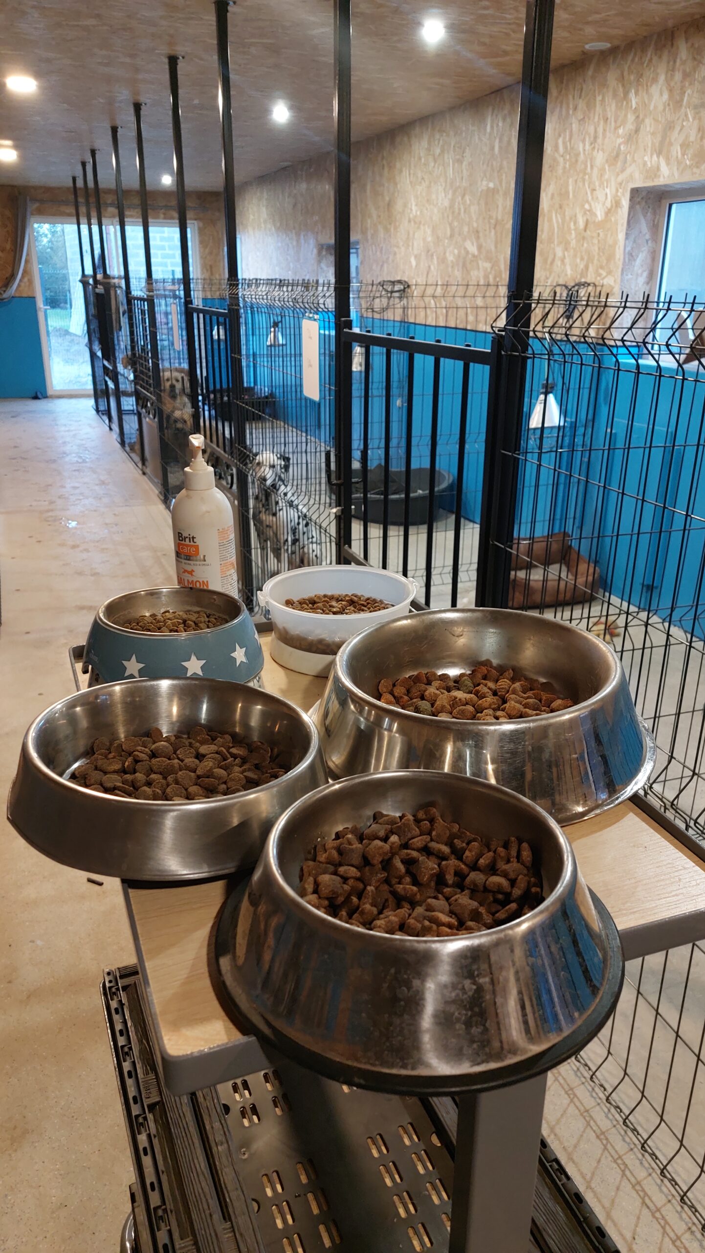 Pension canine Mtoutou