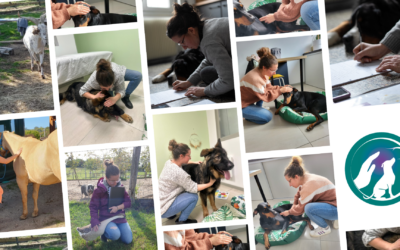 Comment développer la kinésiologie animale sur un marché émergent avec Rachel de Anima Te Kinésio