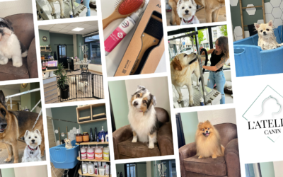 Comment Coralie est passée de la passion à l’excellence en créant son salon L’Atelier Canin