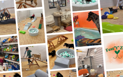 Les coulisses de la 1ère édition du salon Fest’Y’Zoo