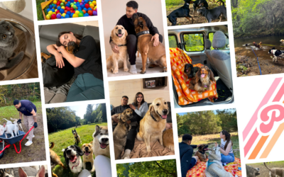 La Garderie Pelmar et son doggie bus : un concept familial créé par Emma et Elvin où chaque chien est traité comme un membre de la famille