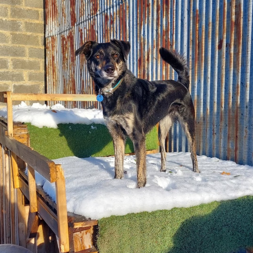 m toutou pension canine