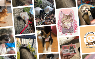 Les K’NACs : l’expertise unique d’Elisa, dédiée aux nacs et aux furets