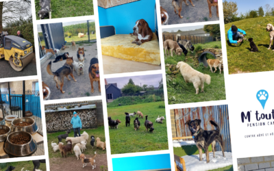 Comment Marielle a transformé un corps de ferme abandonné en un véritable paradis canin pour sa pension M’Toutou