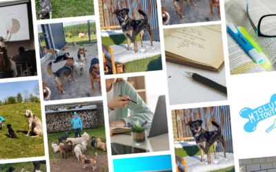 Créer sa propre formation professionnelle dans le monde du chien avec Marielle de MJ Club Toutou