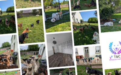 Ouvrir une pension canine familiale sans box avec Éloïse de Truffes & Coussinets