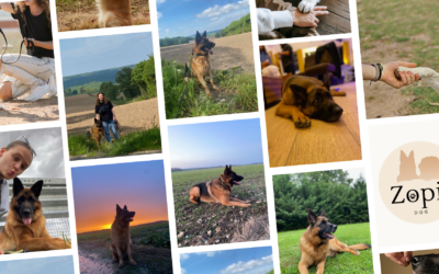 Lutter contre les prĂ©jugĂ©s de certaines races de chiens avec MaĂ«lys de Zopi’Dog et son approche Ă©ducative