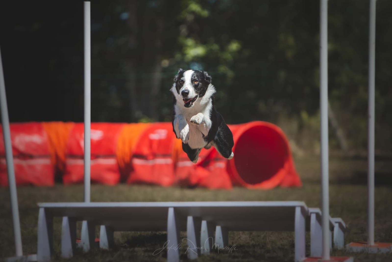 agility chien upico