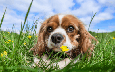 Pourquoi tu n’arrives plus à créer de contenu Insta avec plaisir, et ce que ça signifie vraiment, pour ton business canin
